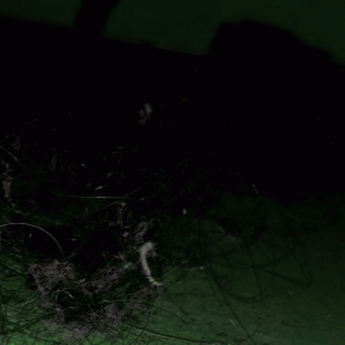 Sheol Blanc : Saleté